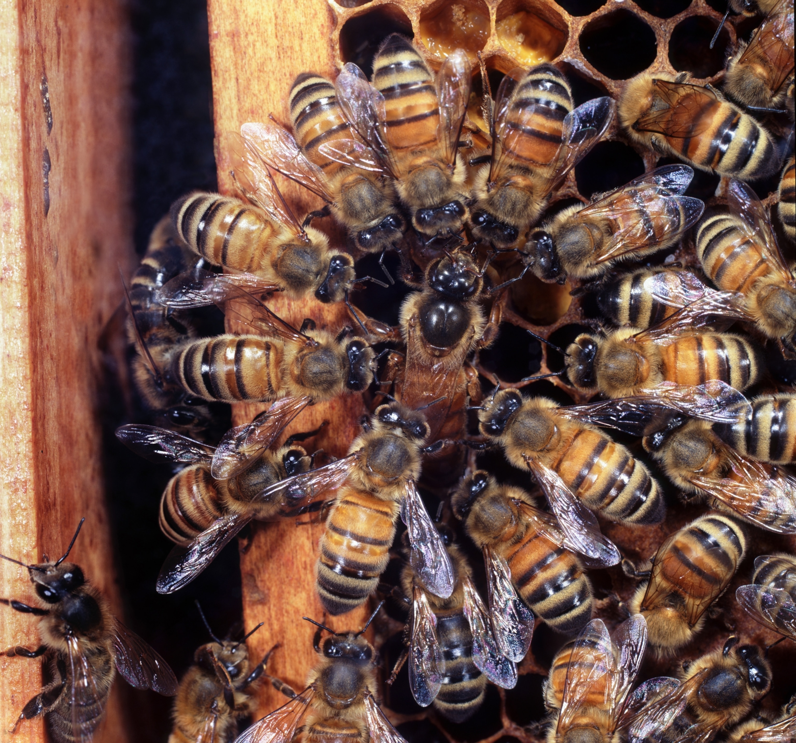 bees circularly surrounding a queen bee