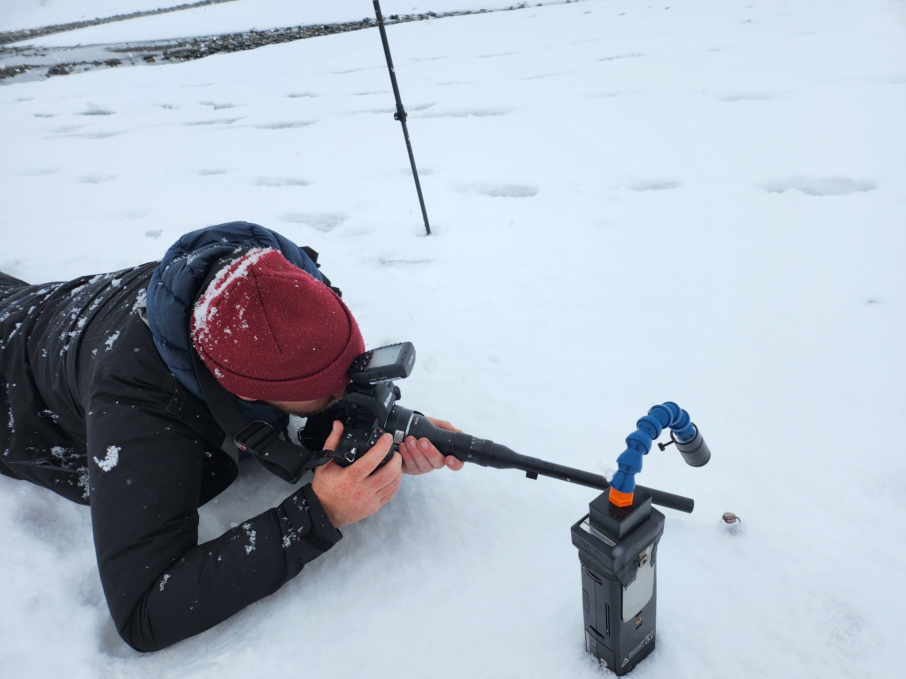 National Geographic Explorer Jeff Kerby photographs a plant commonly known as Sorensen's catchfly poking through recently fallen snow in the northernmost land area of Greenland.