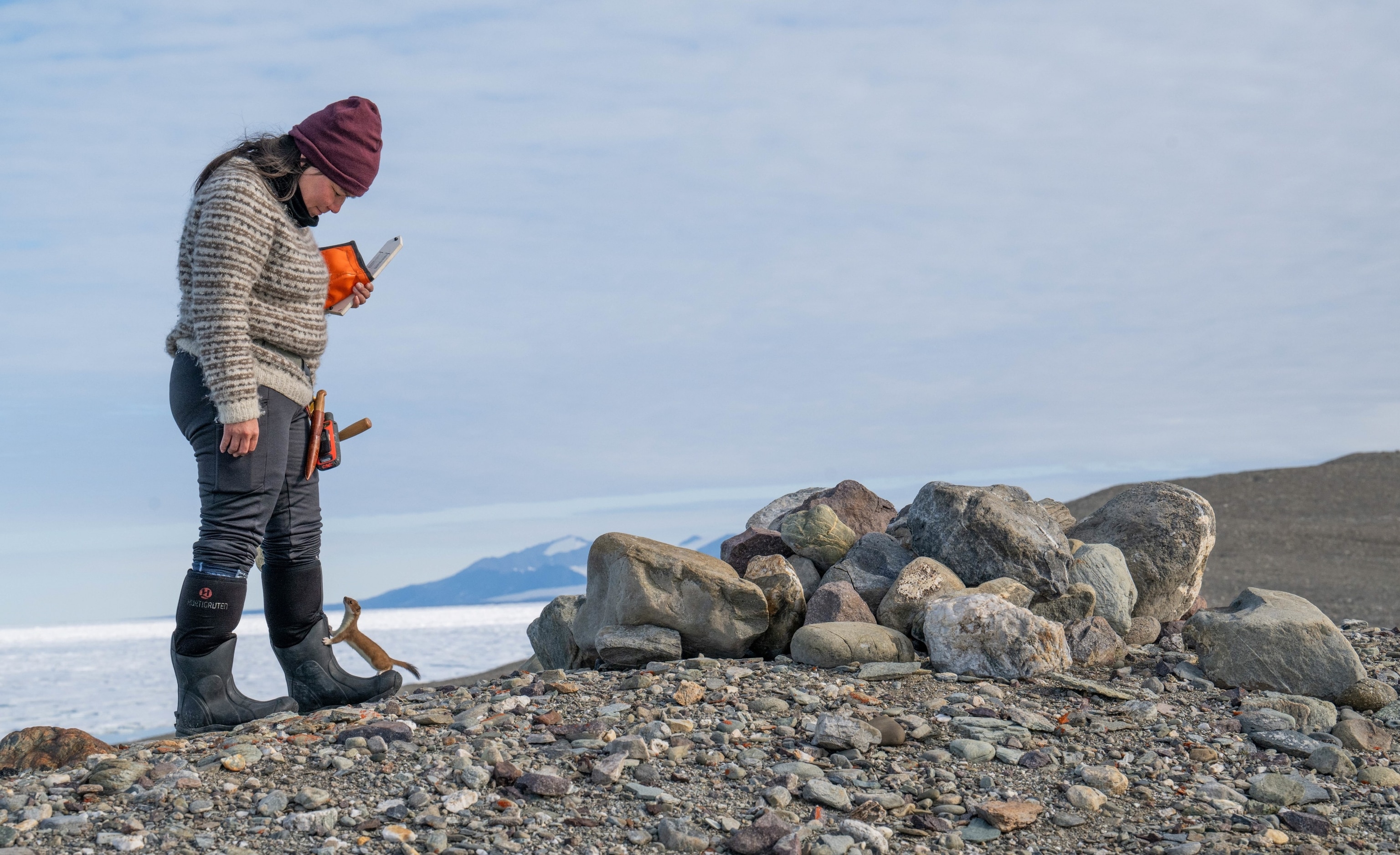 A curious stoat apppoaches Greenlandic archeologist Aka Simonsen.