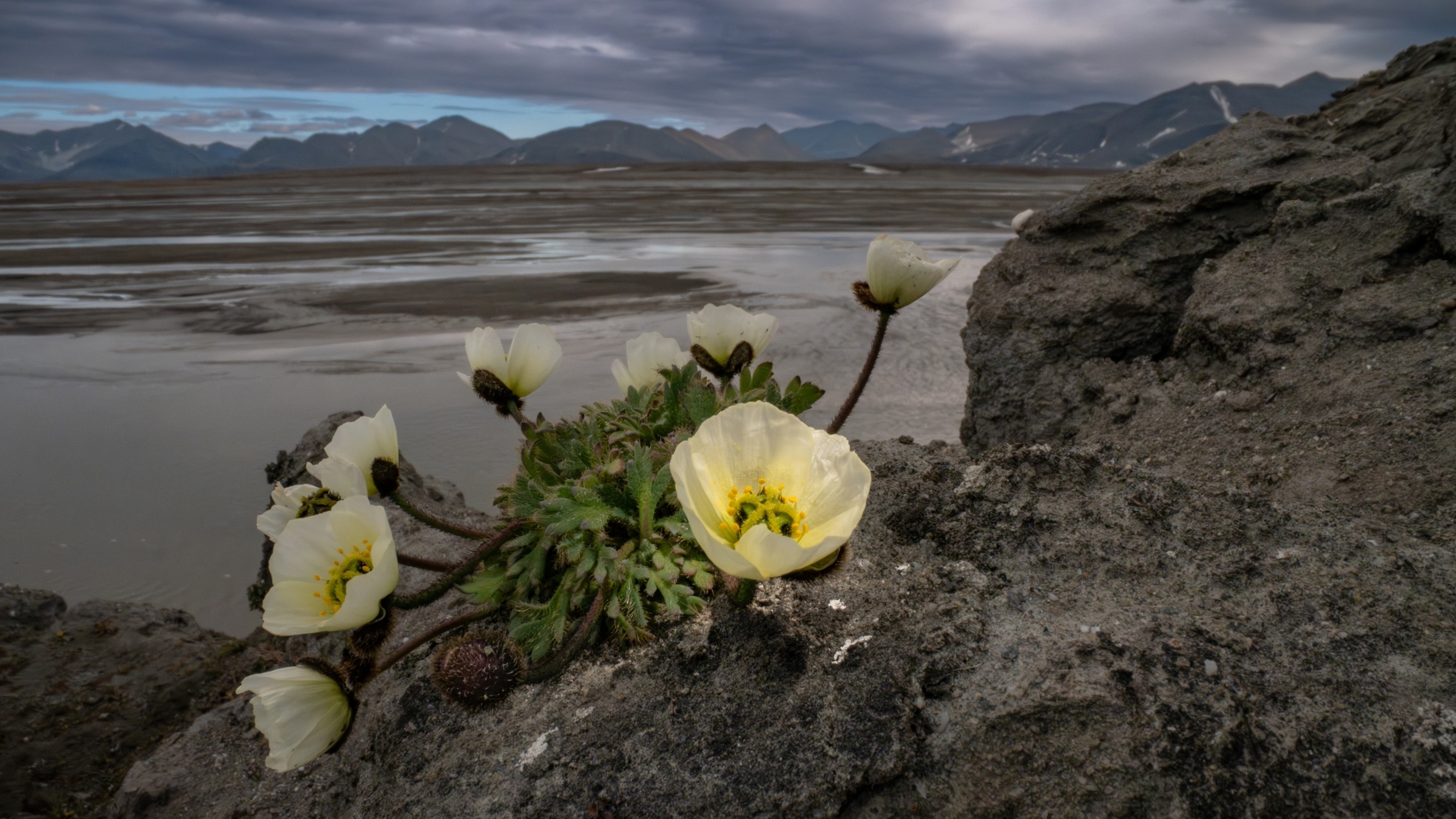 An Arctic poppy thrives on the northern coast of Greenland. Among the plant life in this region, these hardy flowers are like giants. Some, like this one, grow in clumps that protect themselves from harsh weather. Like a satellite dish, they will slowly turn to follow the sun. On an expedition to understand what lives at this latitude, an Arctic poppy like this was found about 20 inches south of the world's northernmost plant.