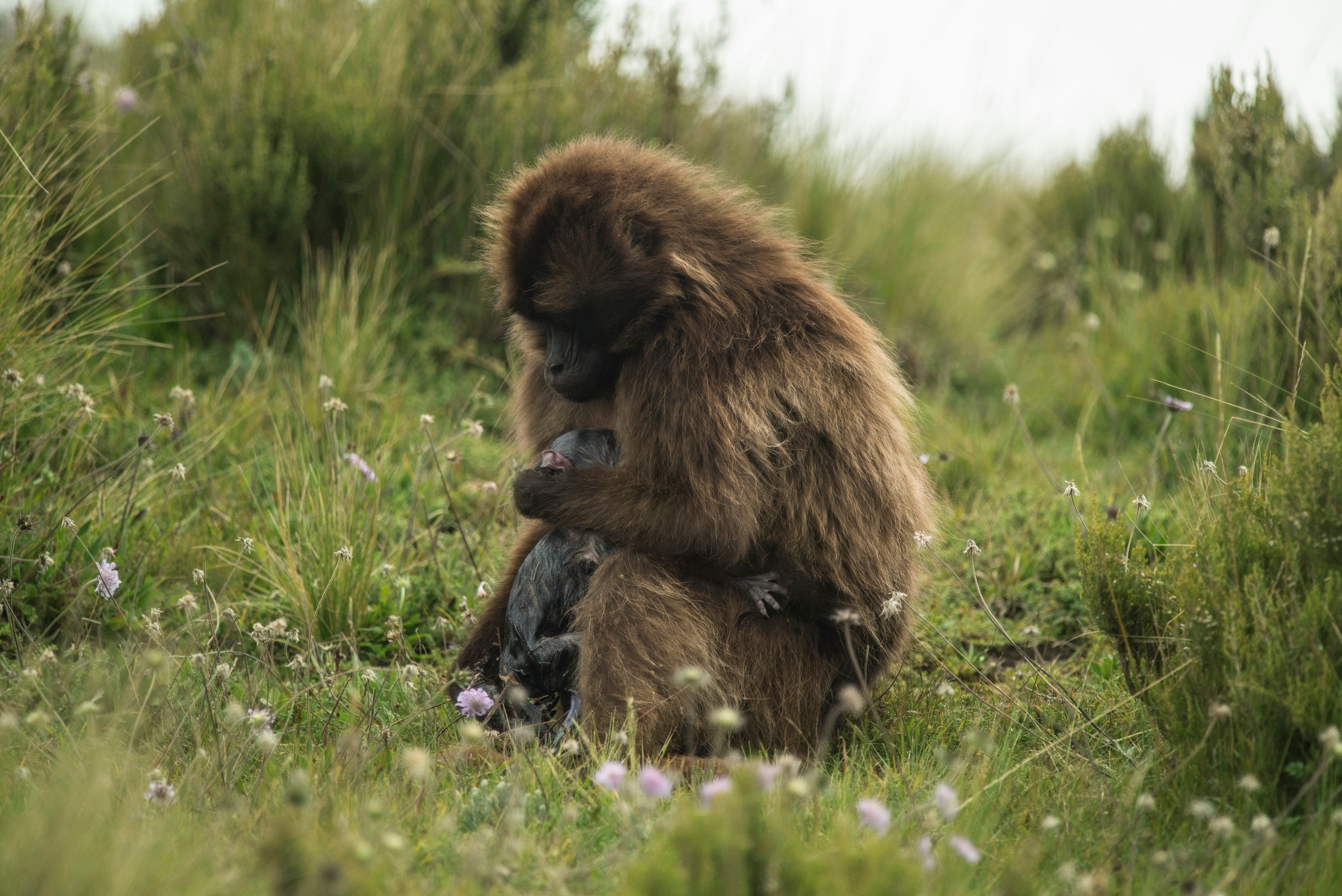 Guassa Community Conservation Area, Ethiopia - 2014/10/06: A gelada cradles her newborn infant.