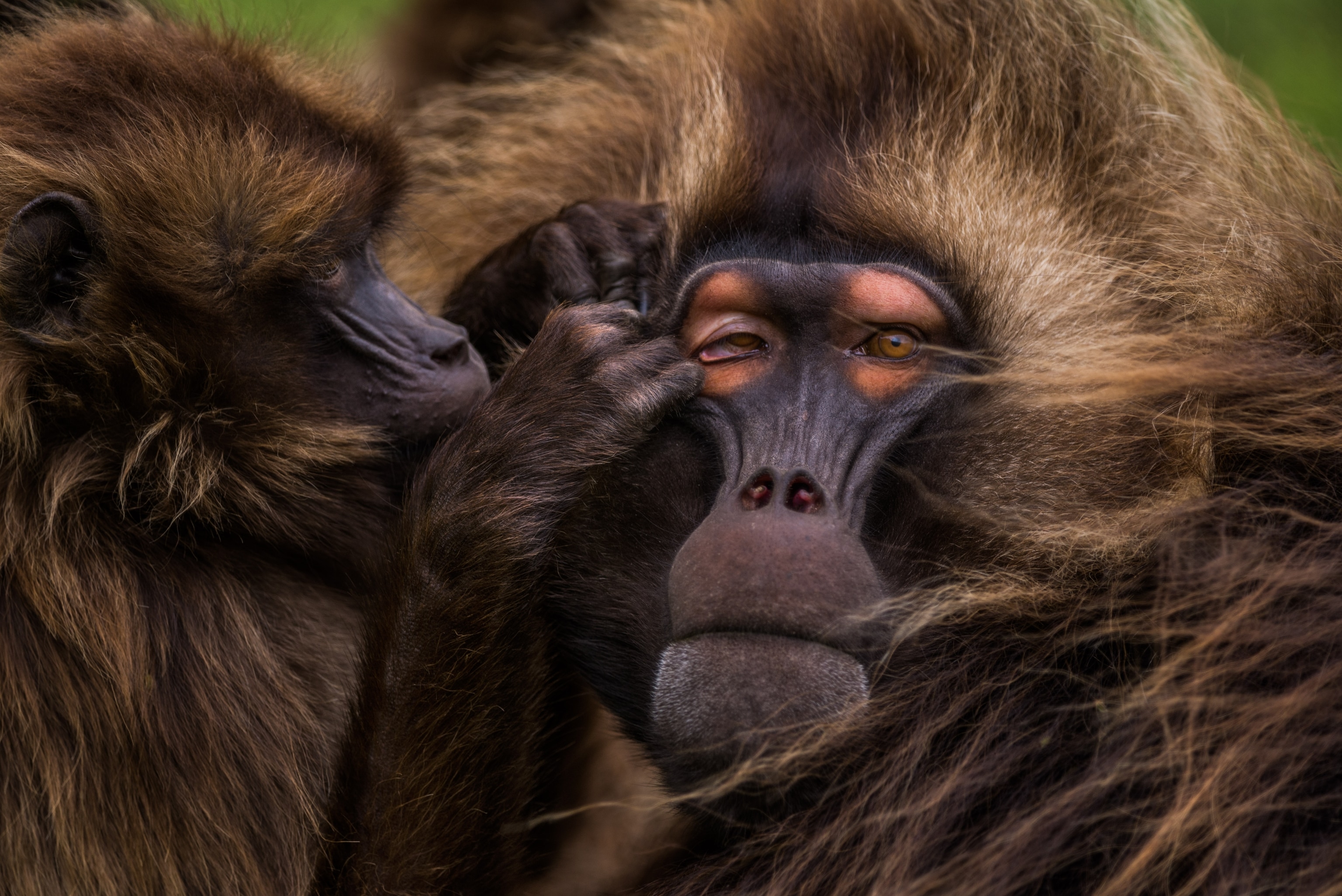 Peach colored skin around the eyes of a gelada is exposed when eyebrows are raised, a threat signal or a sign of fear, but are seen here during a time of social grooming and rest.