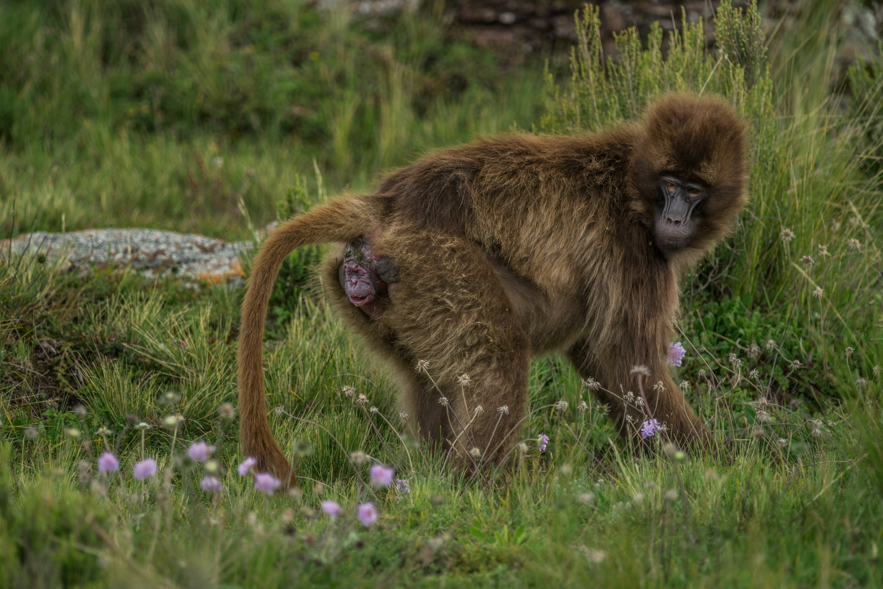 When giving birth, geladas often isolate themselves to avoid aggressive behavior from other monkeys and remain silent in an effort to evade predators.