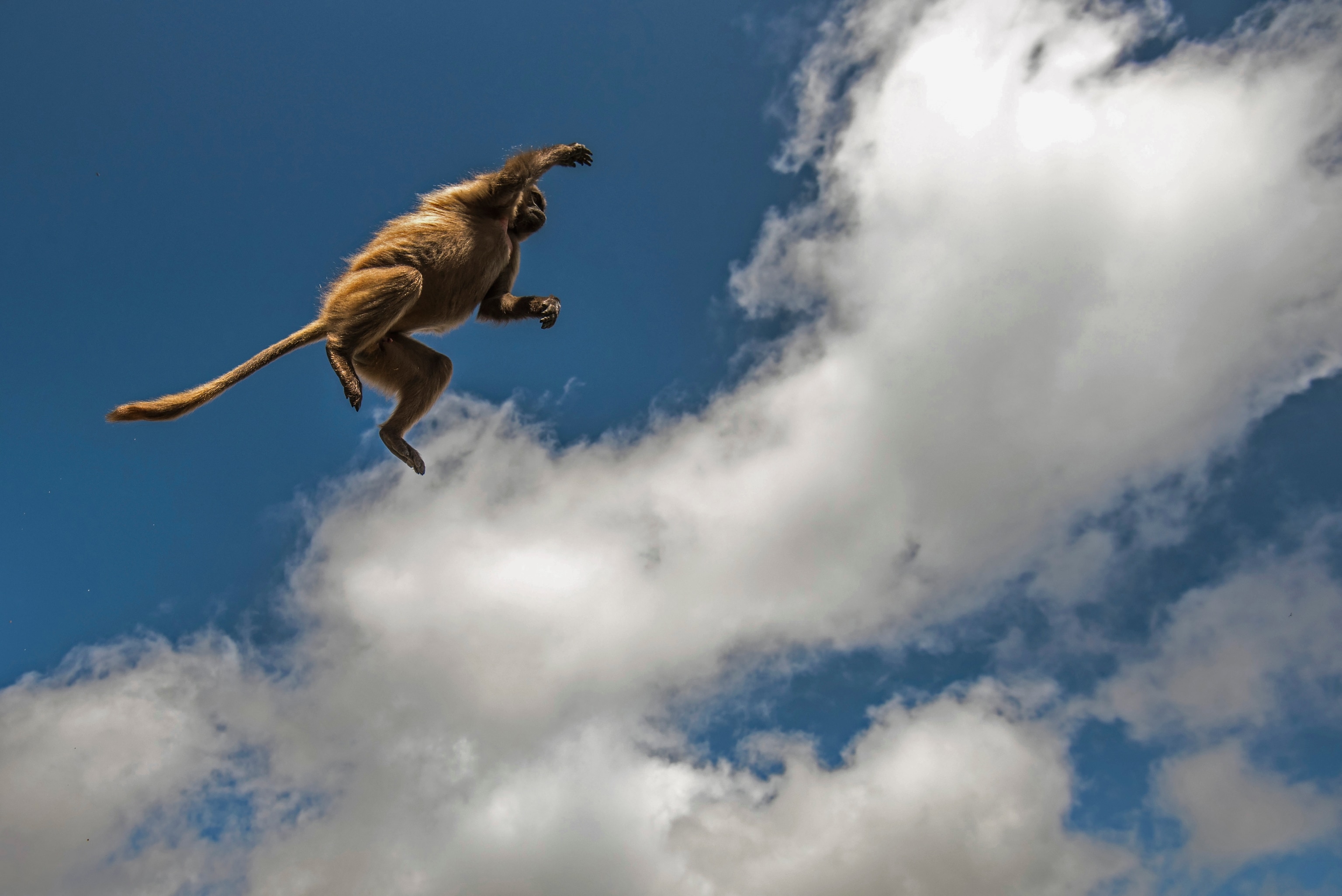 A gelada jumps mid-air.