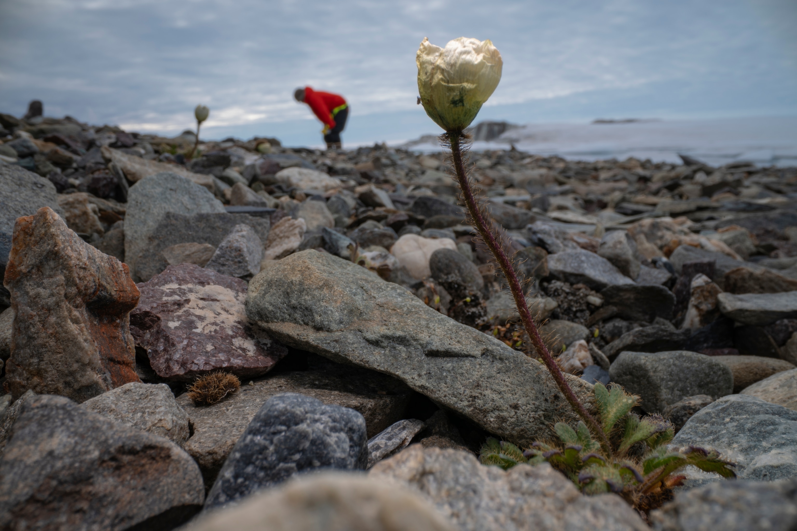 This is the northernmost flower on Earth, a lone and somewhat ragged Arctic Poppy, sitting near the shoreline of Inuit Qeqertaat.