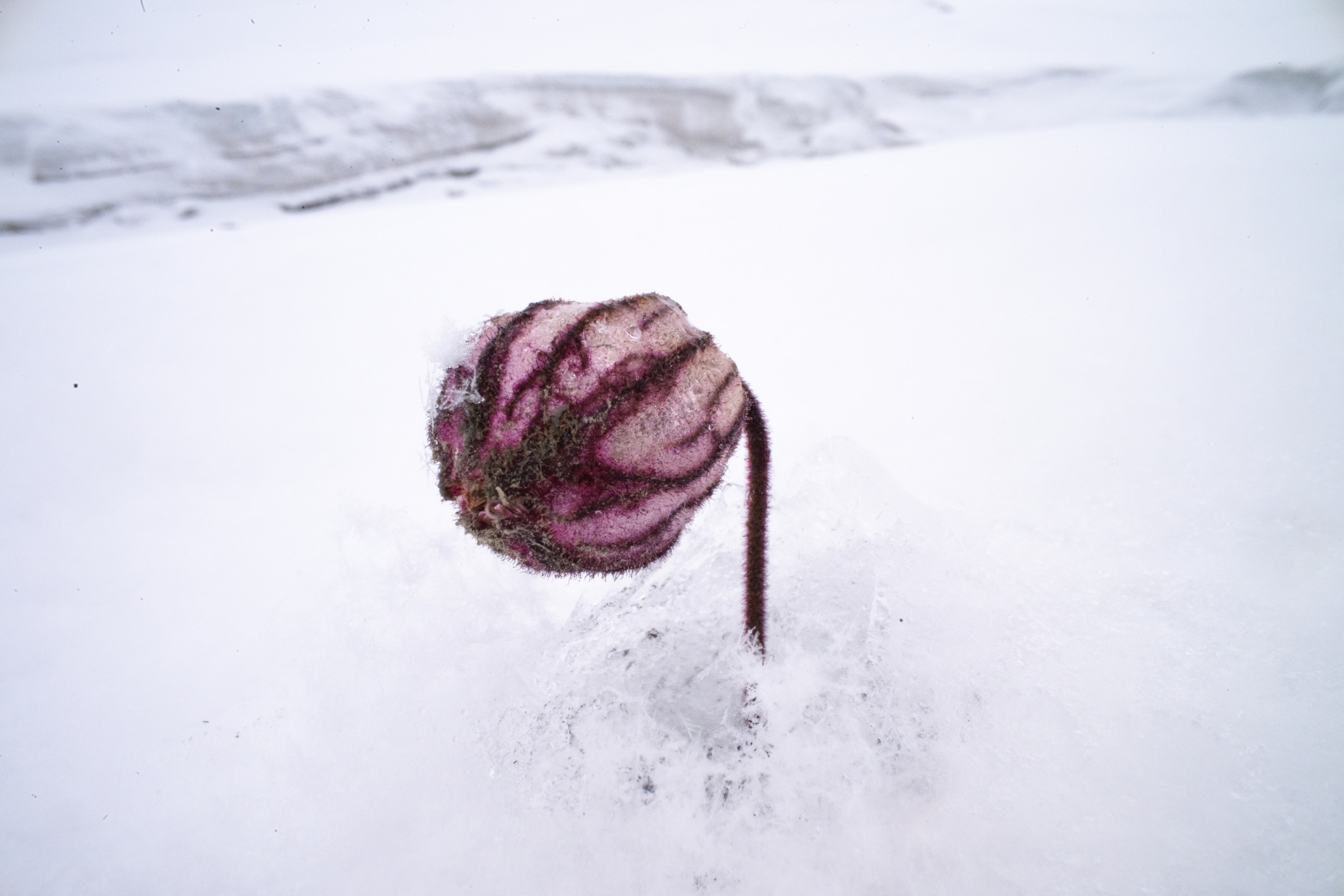 A plant commonly known as Sorensen's catchfly pokes through recently fallen snow.