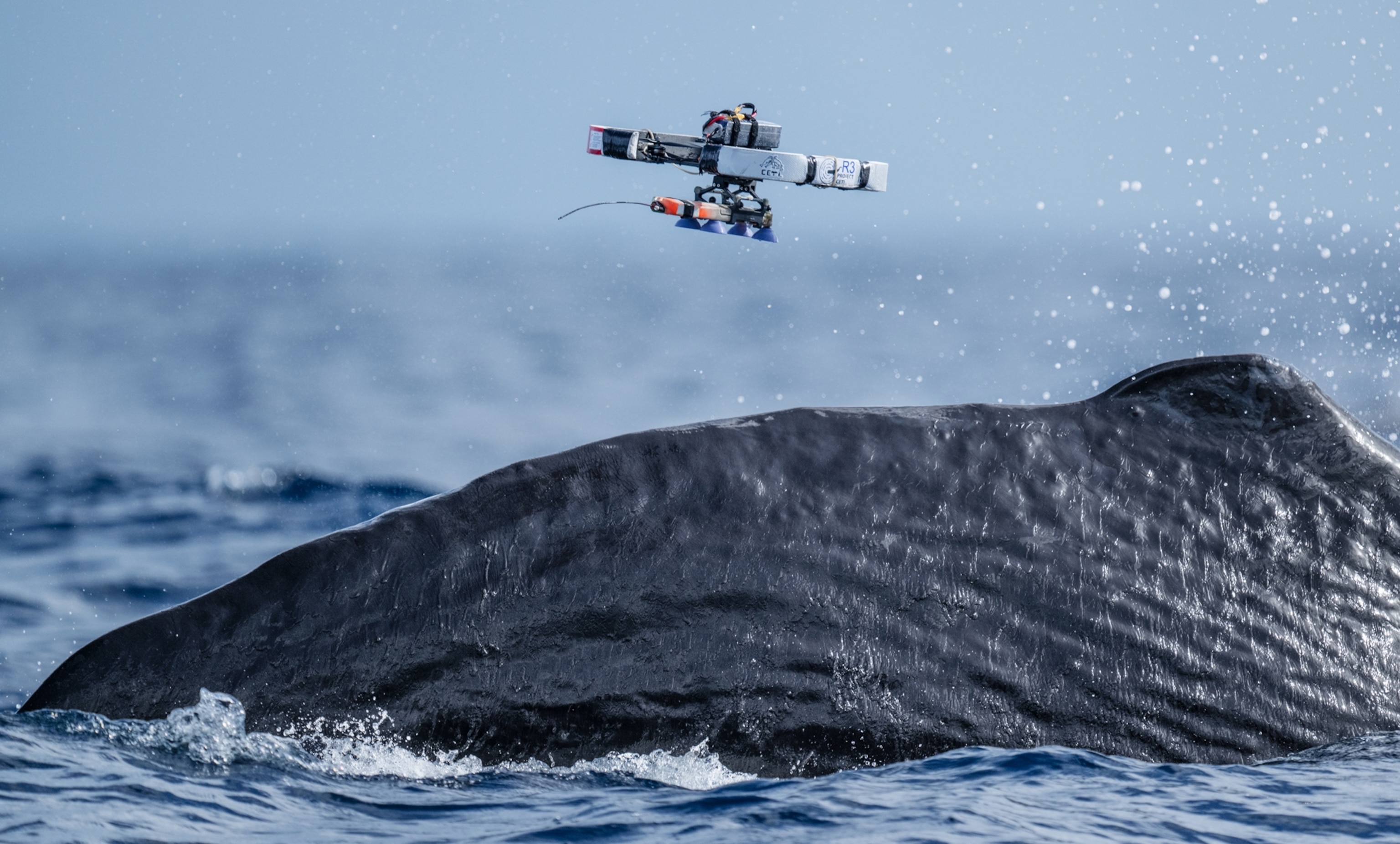 The hump of a whale is seen coming out of the ocean water. Above it, is a piece of technology that acts as a tagging device. This will attach a tag to a whale to collect audio.