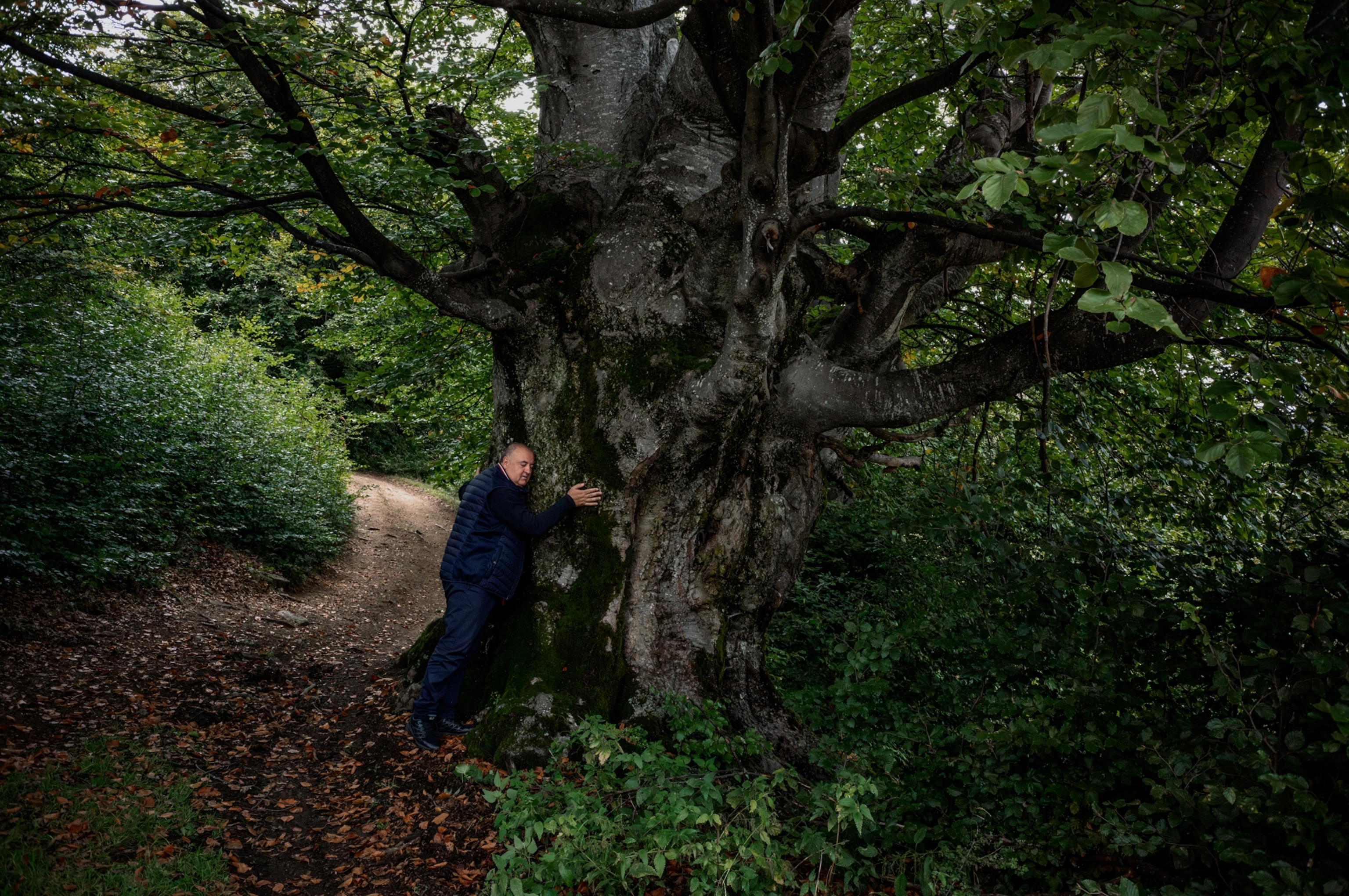 A man is seen hugging an ancient beech tree