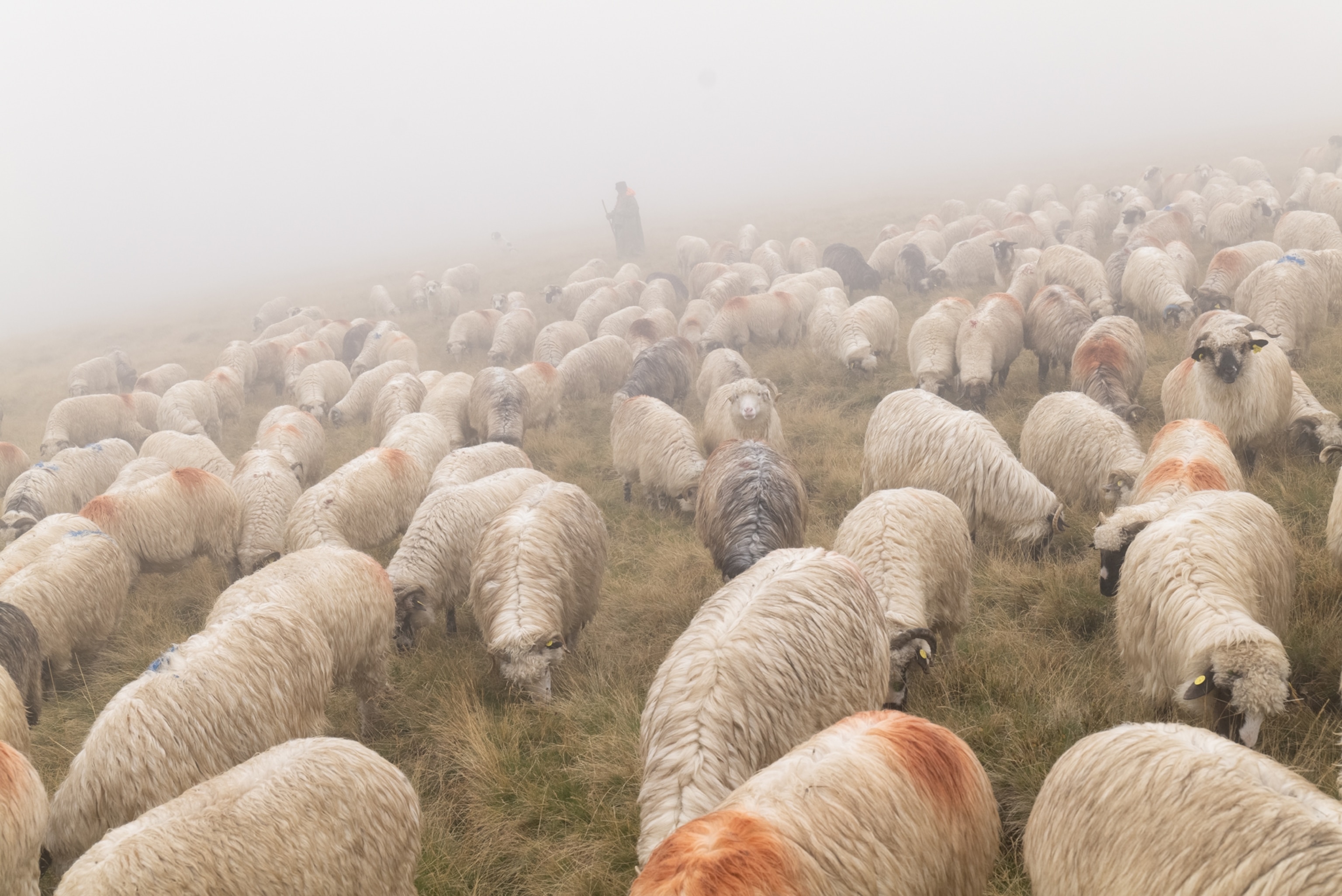 A shepherd stands behind many sheep in the foggy weather