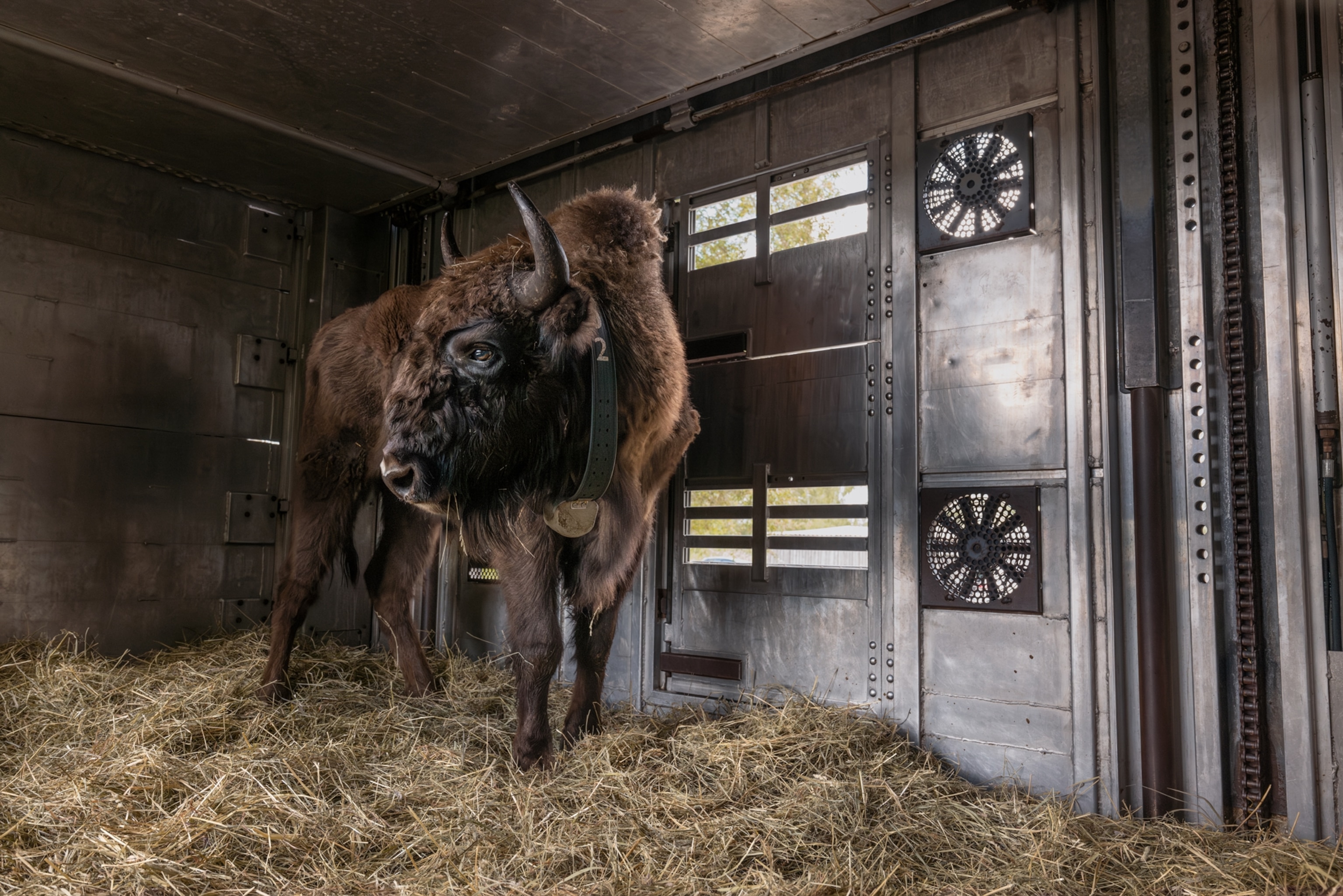 a bison is in a transfer truck standing on hay