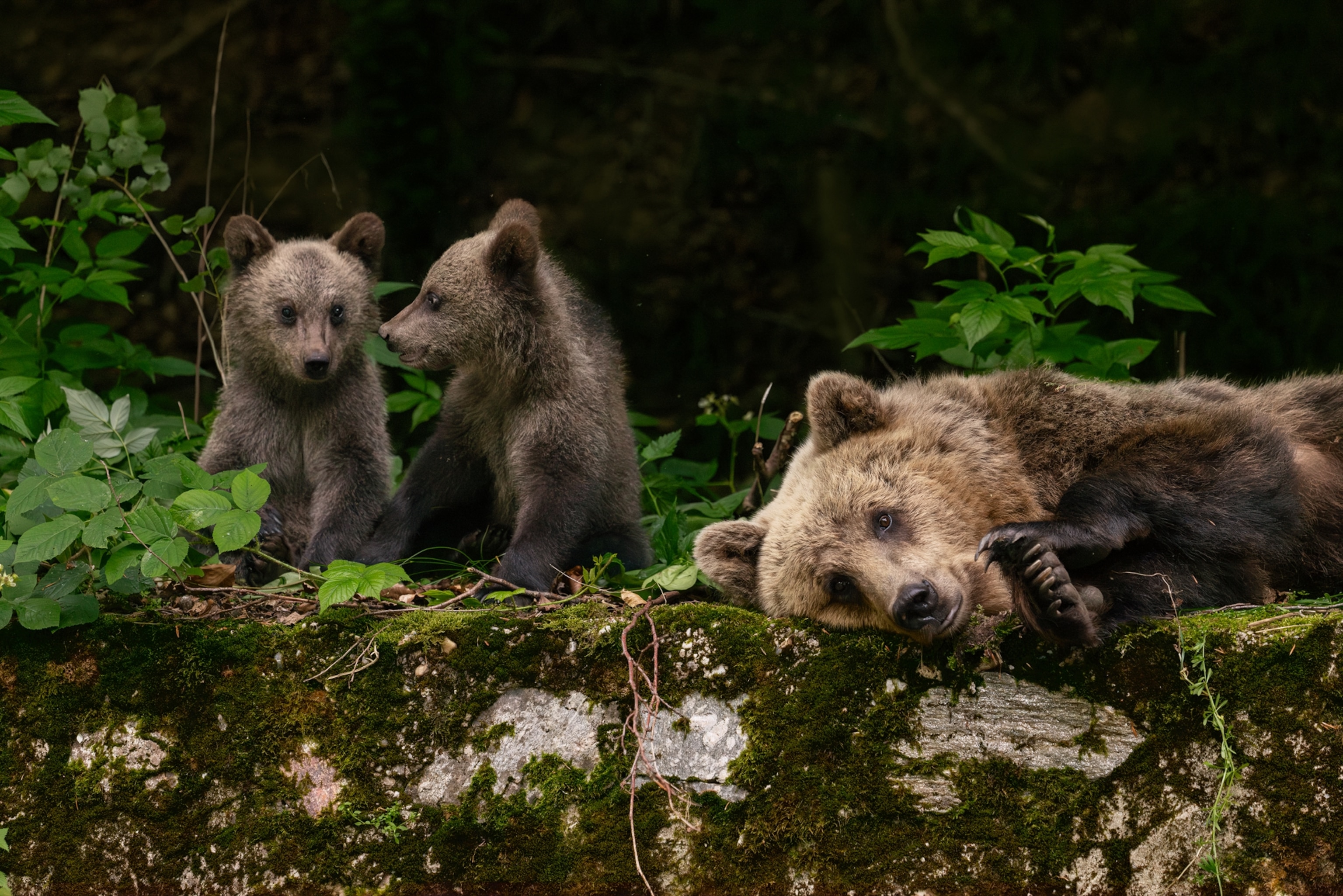 A mother bear lays next to her two cubs sitting on the left