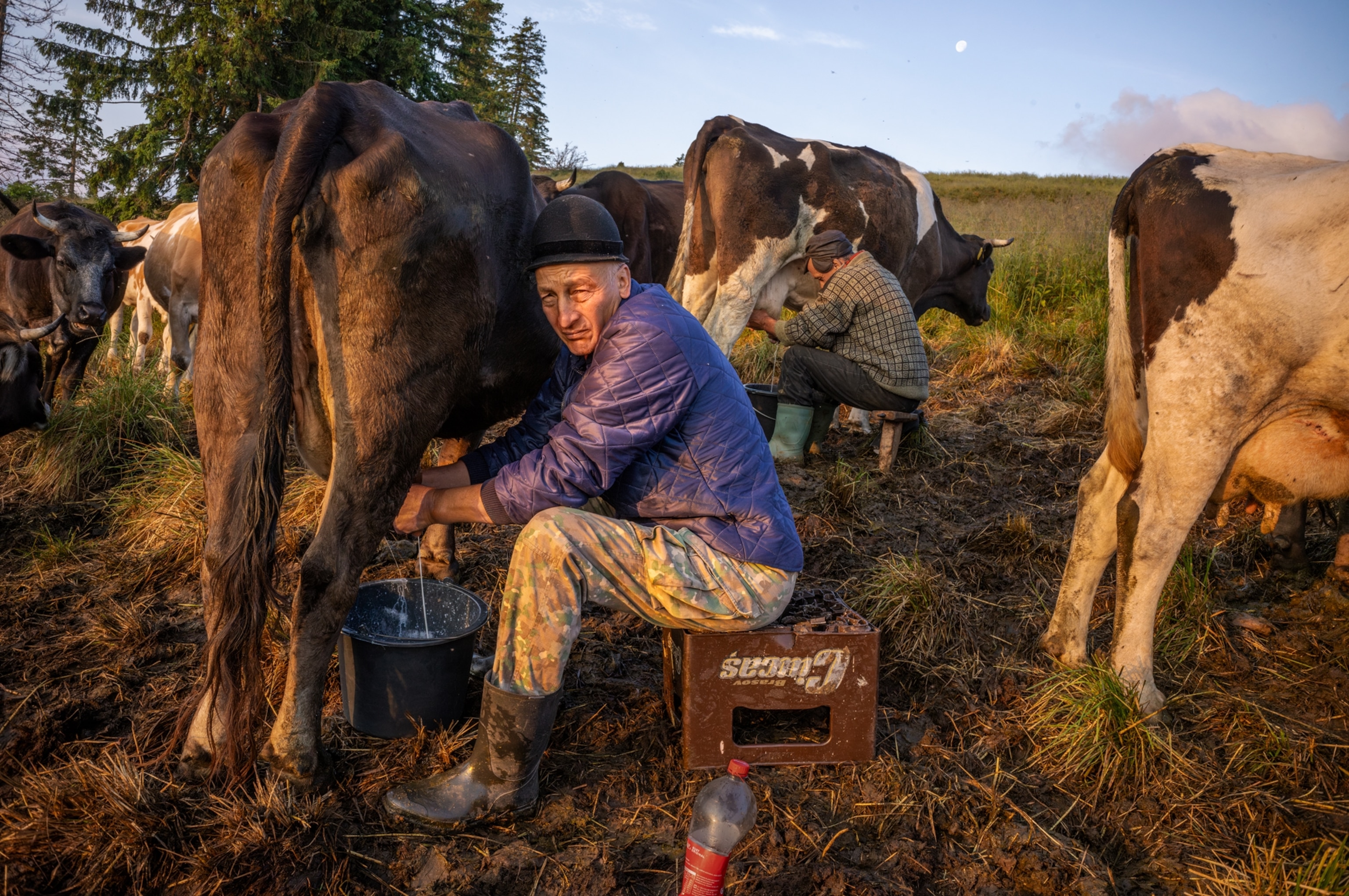 a man is sitting on a crate milking a cow