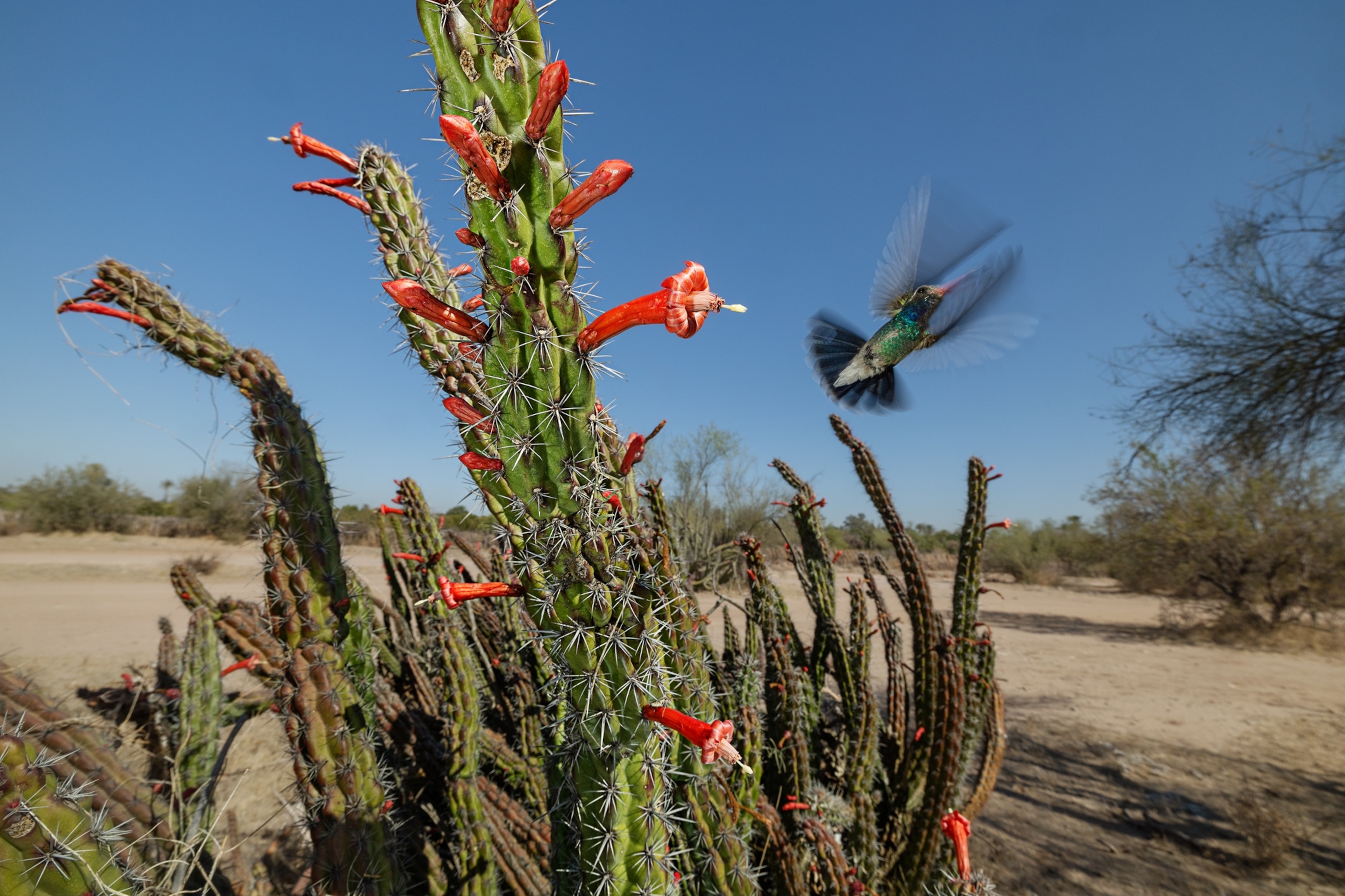 A hummingbird flies around an octopus cacuts