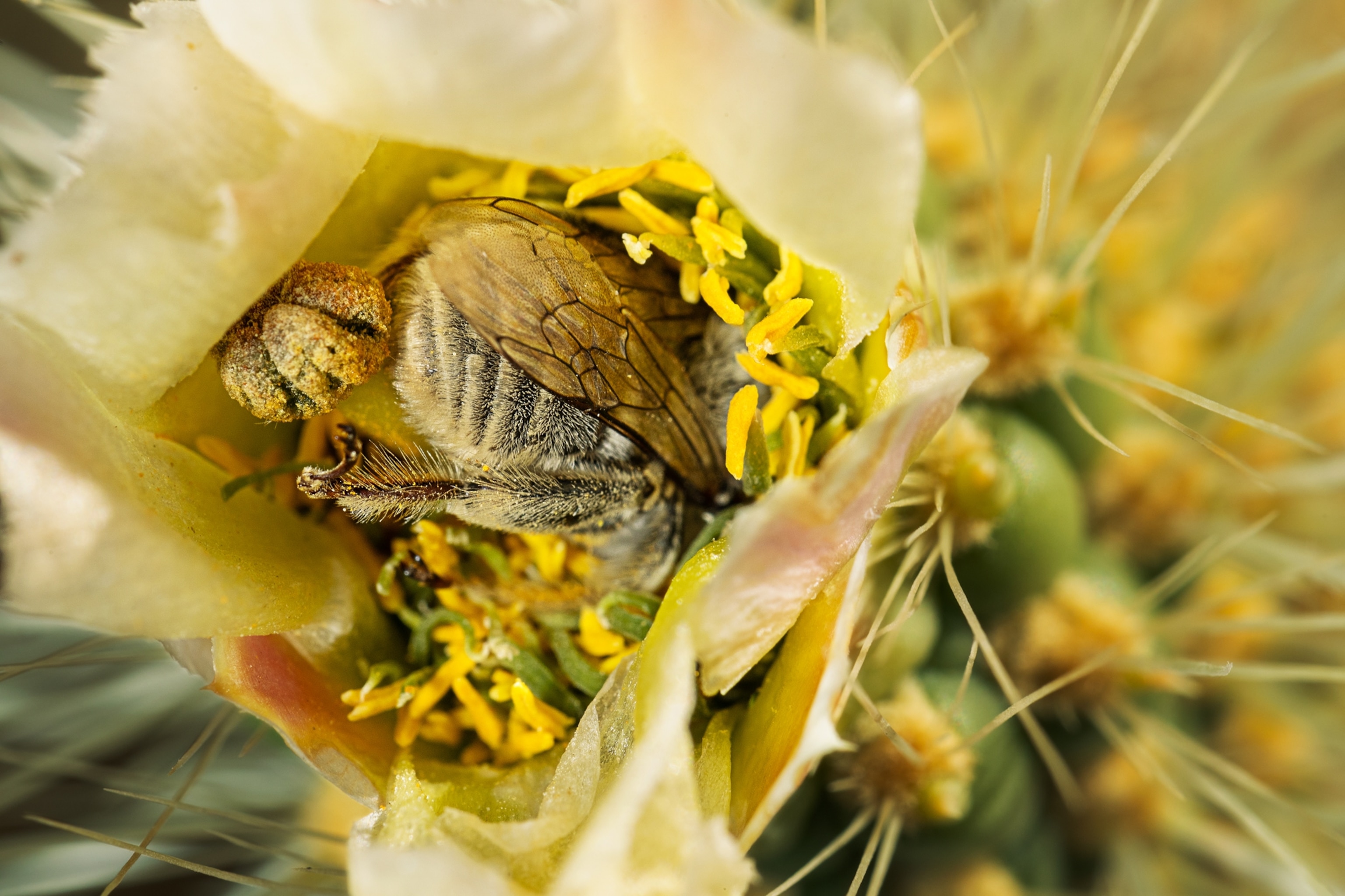 A native bee pollinates a yellow cactus flower