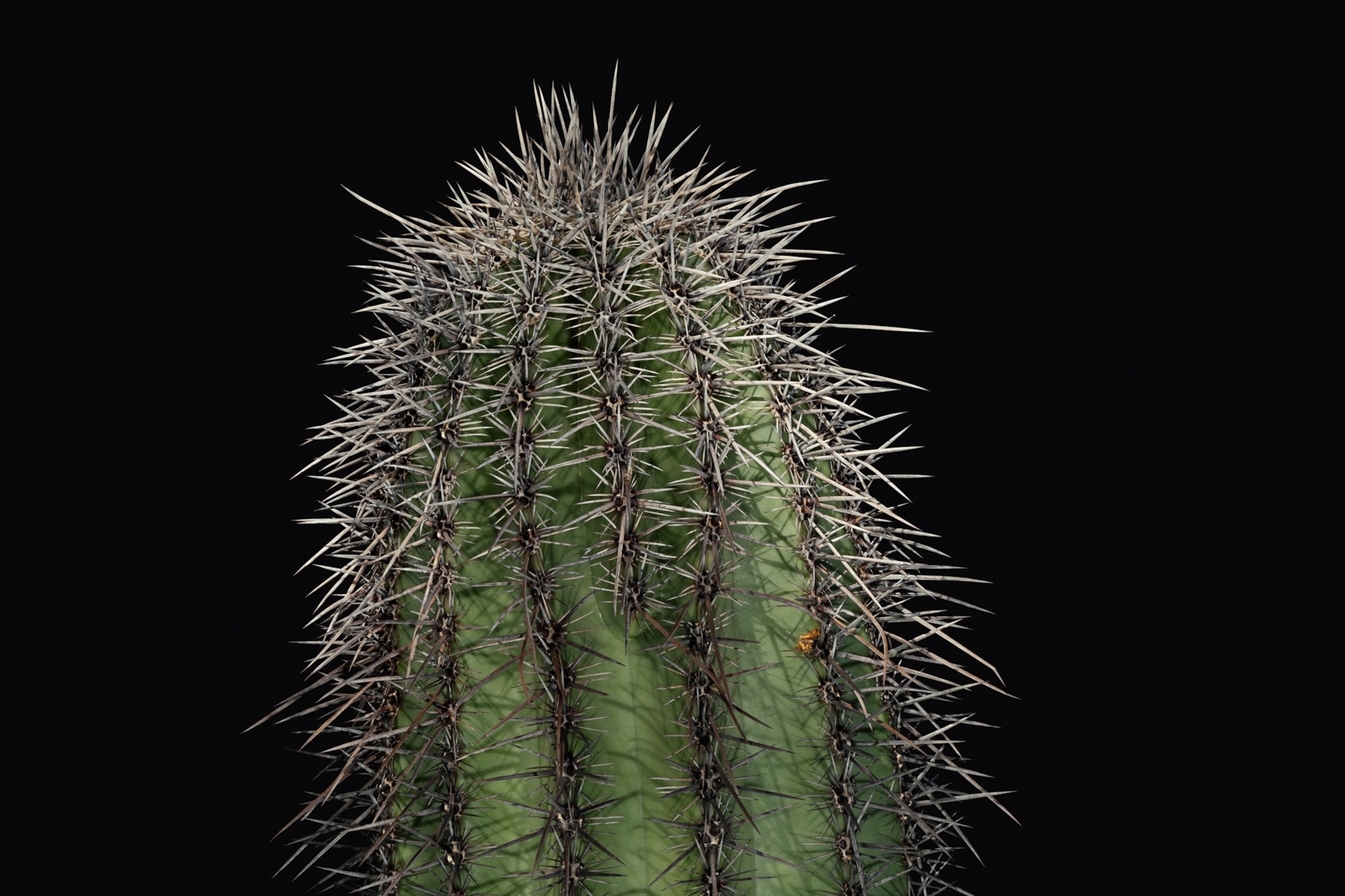 close up of the saguro cactus prickly spines