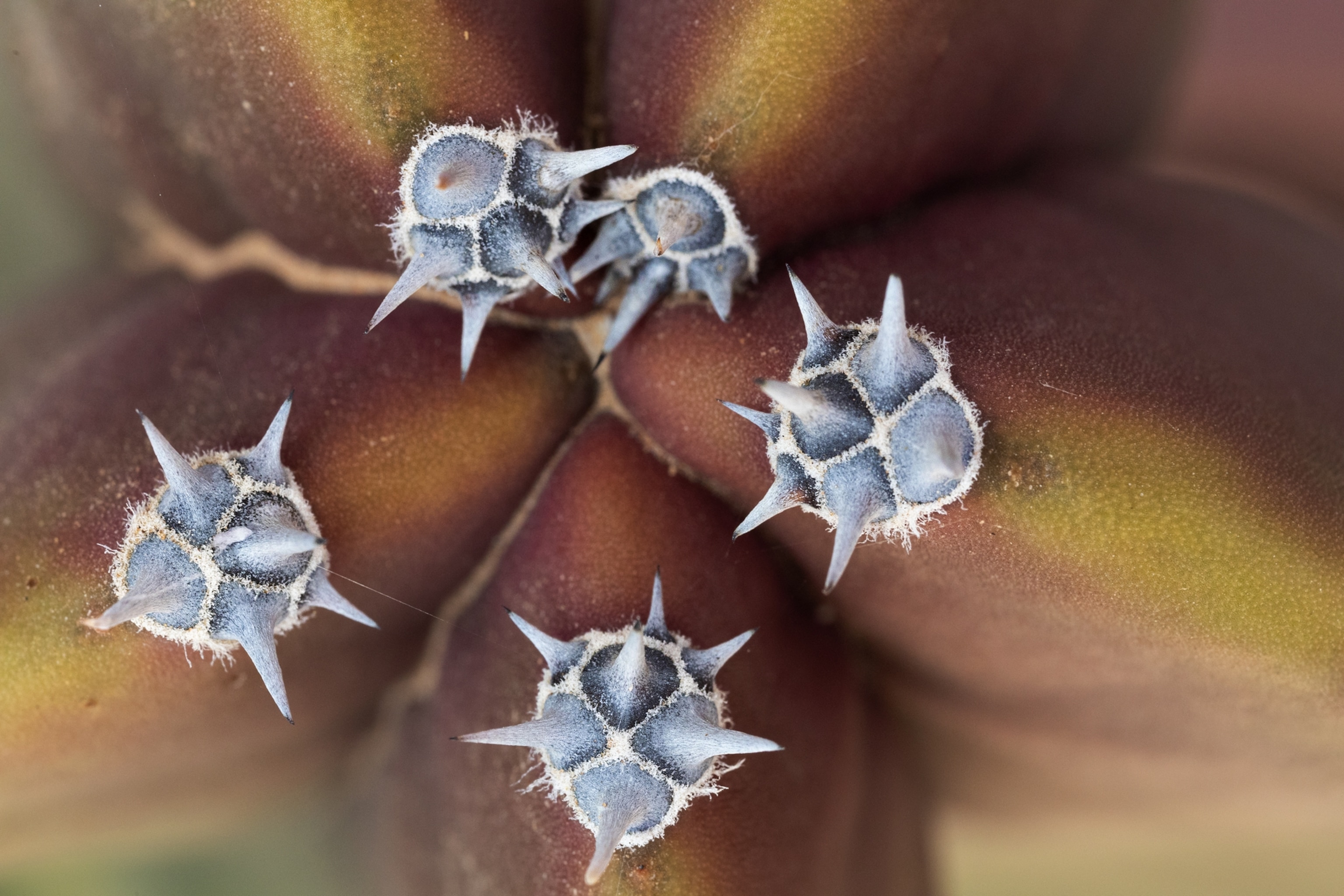 close up Senita columnar cactus spines.