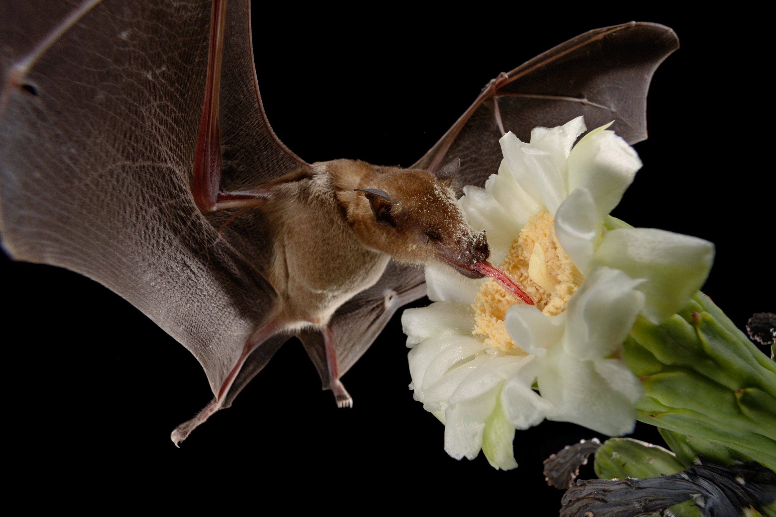 A lesser long-nosed bat's tongue is out, drinking sweet nectar from the yellow center of the saguaro flower