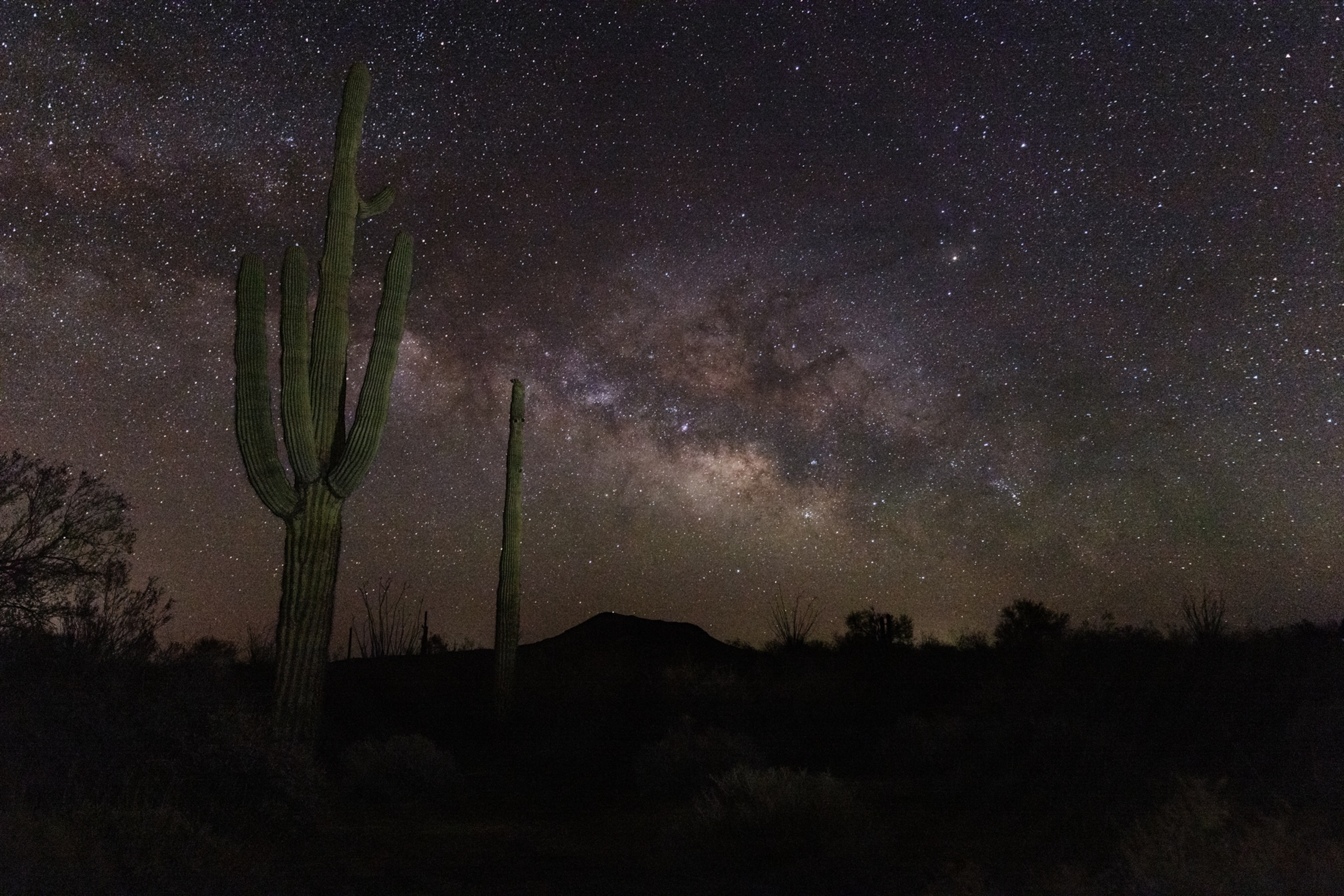 cacti underneath the milky way