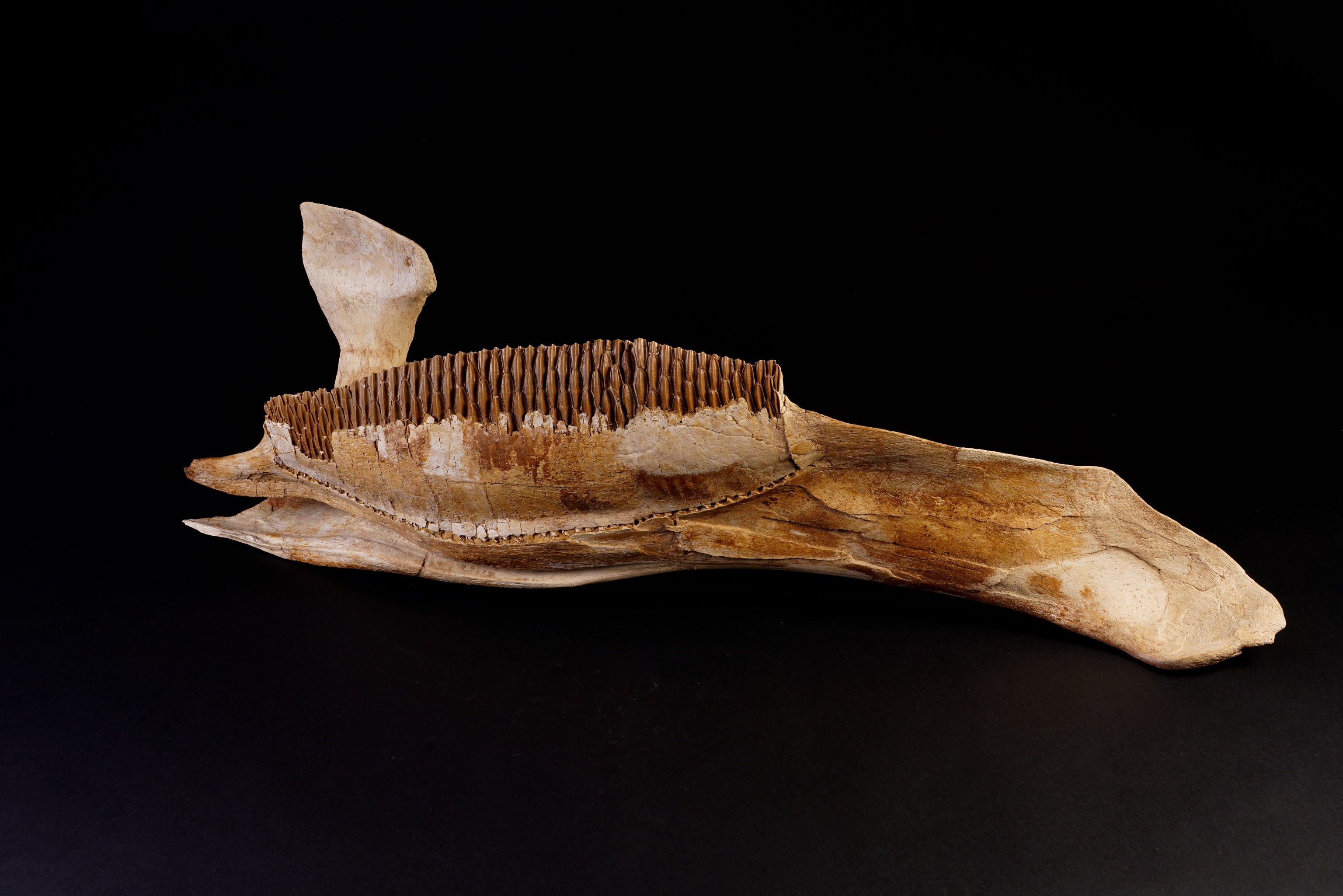 The white hadrosaur jaw