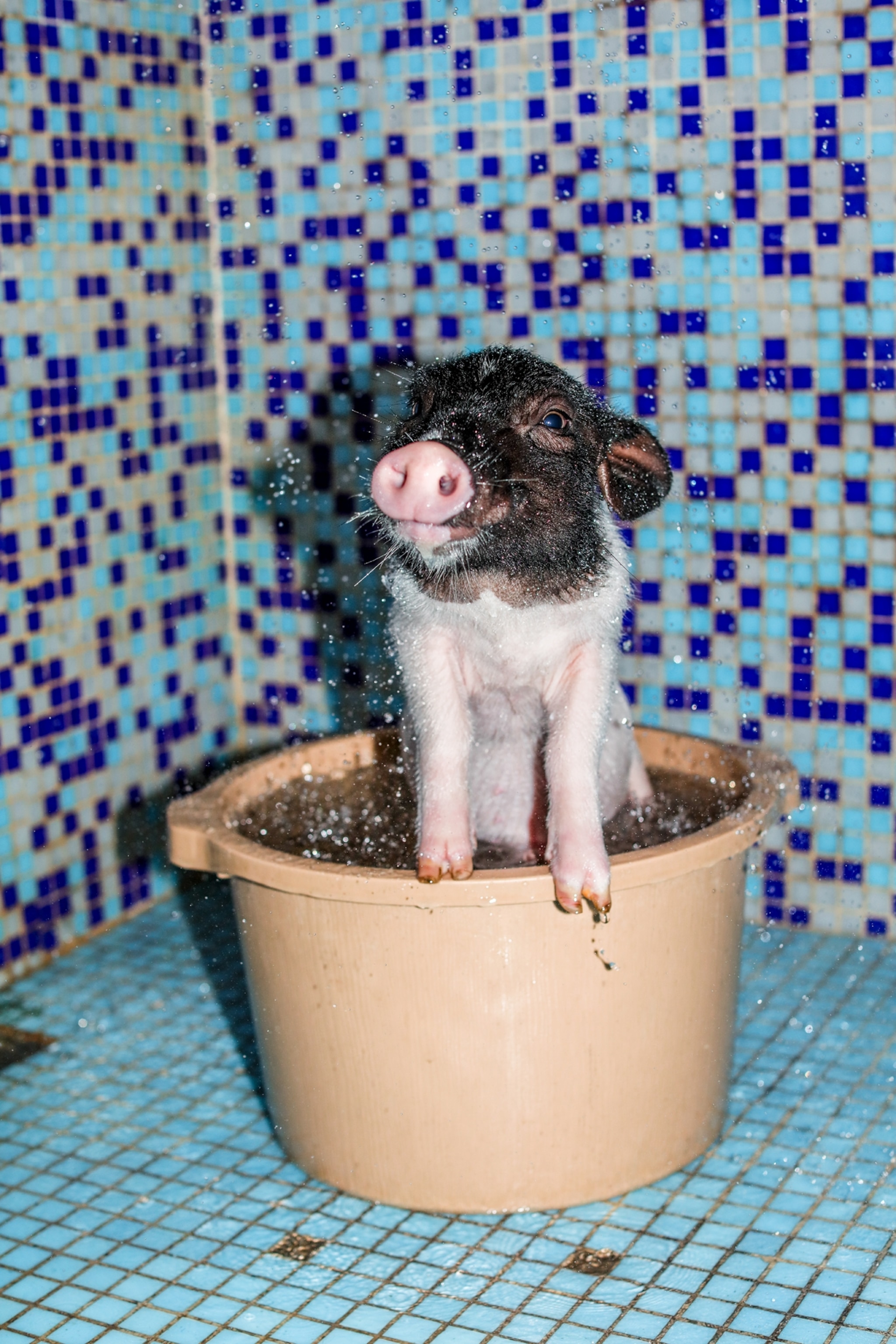 Piggy smiling in the bucket of water.