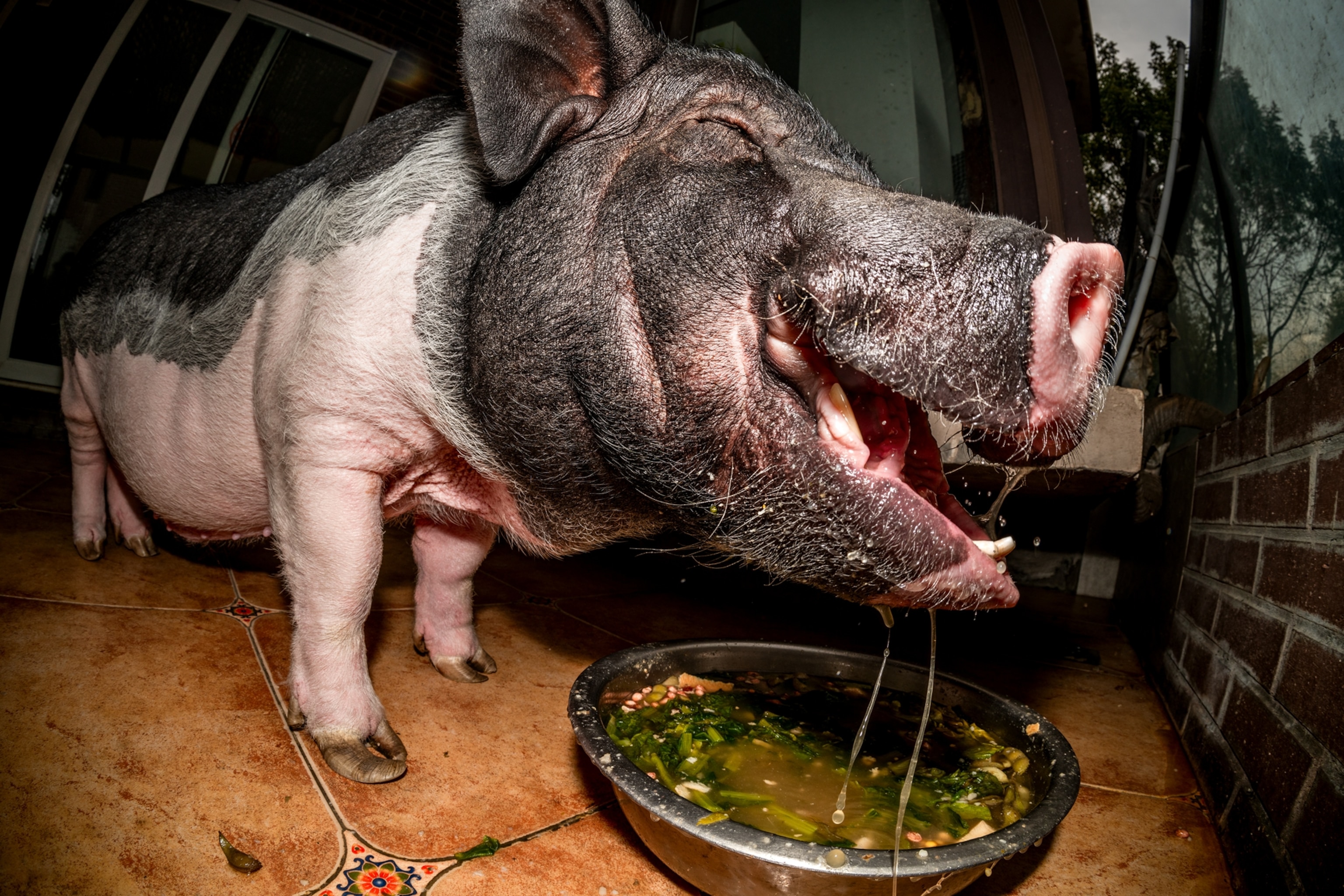 Pig eating with its eyes closed.