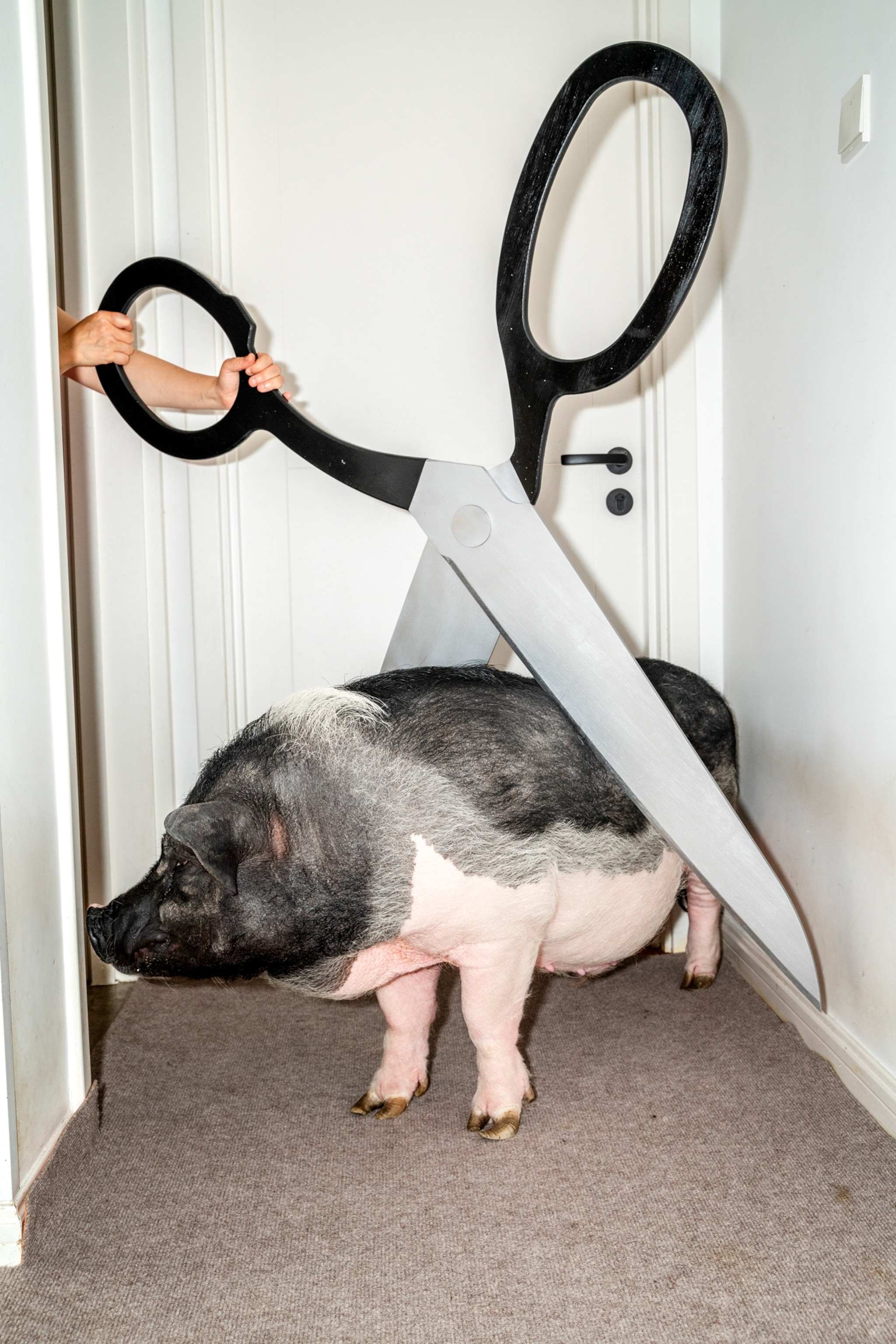 Human hand holding a huge scissors over Piggy's back.