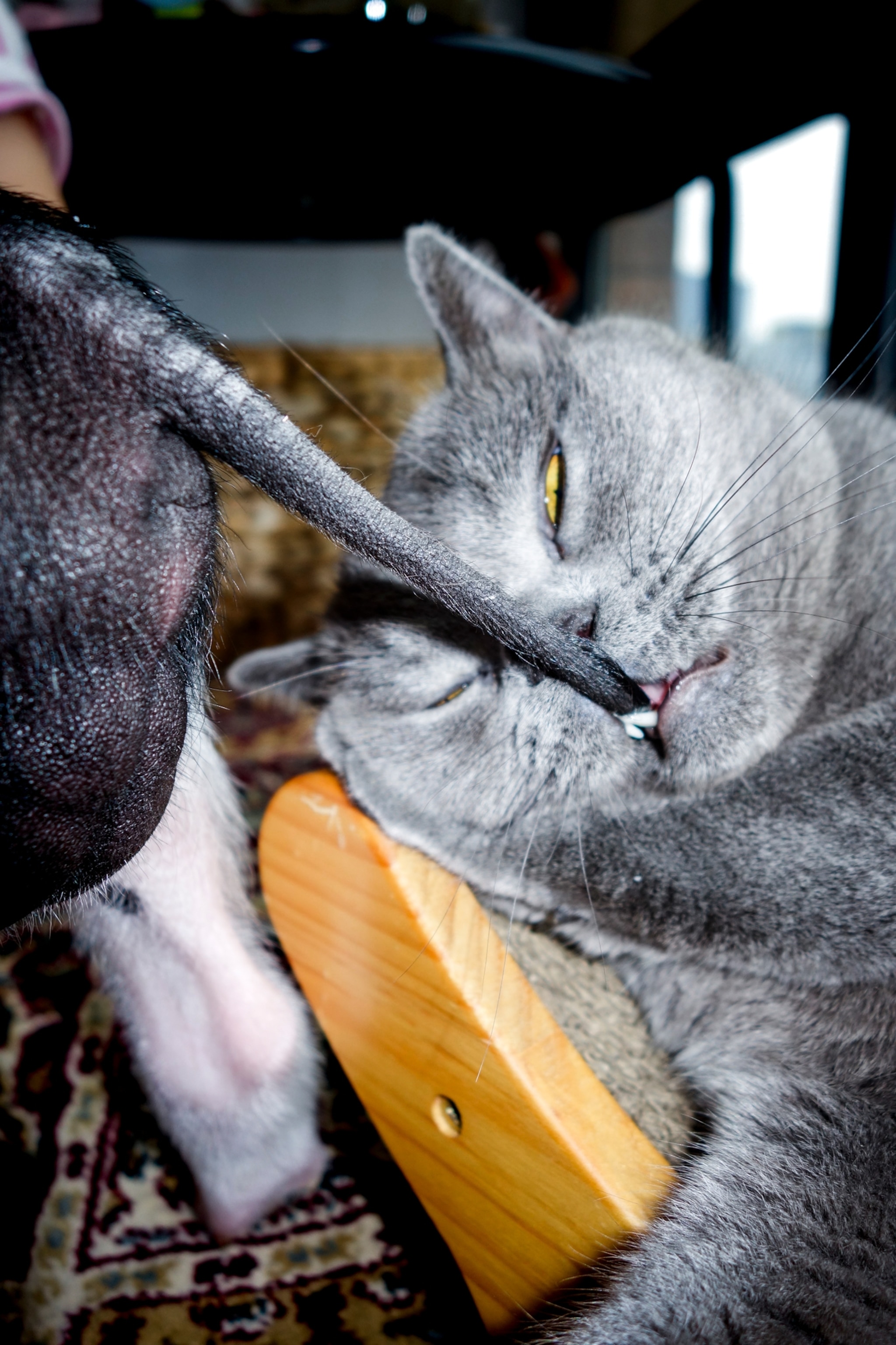 Grey can pulling Piggy's tail.