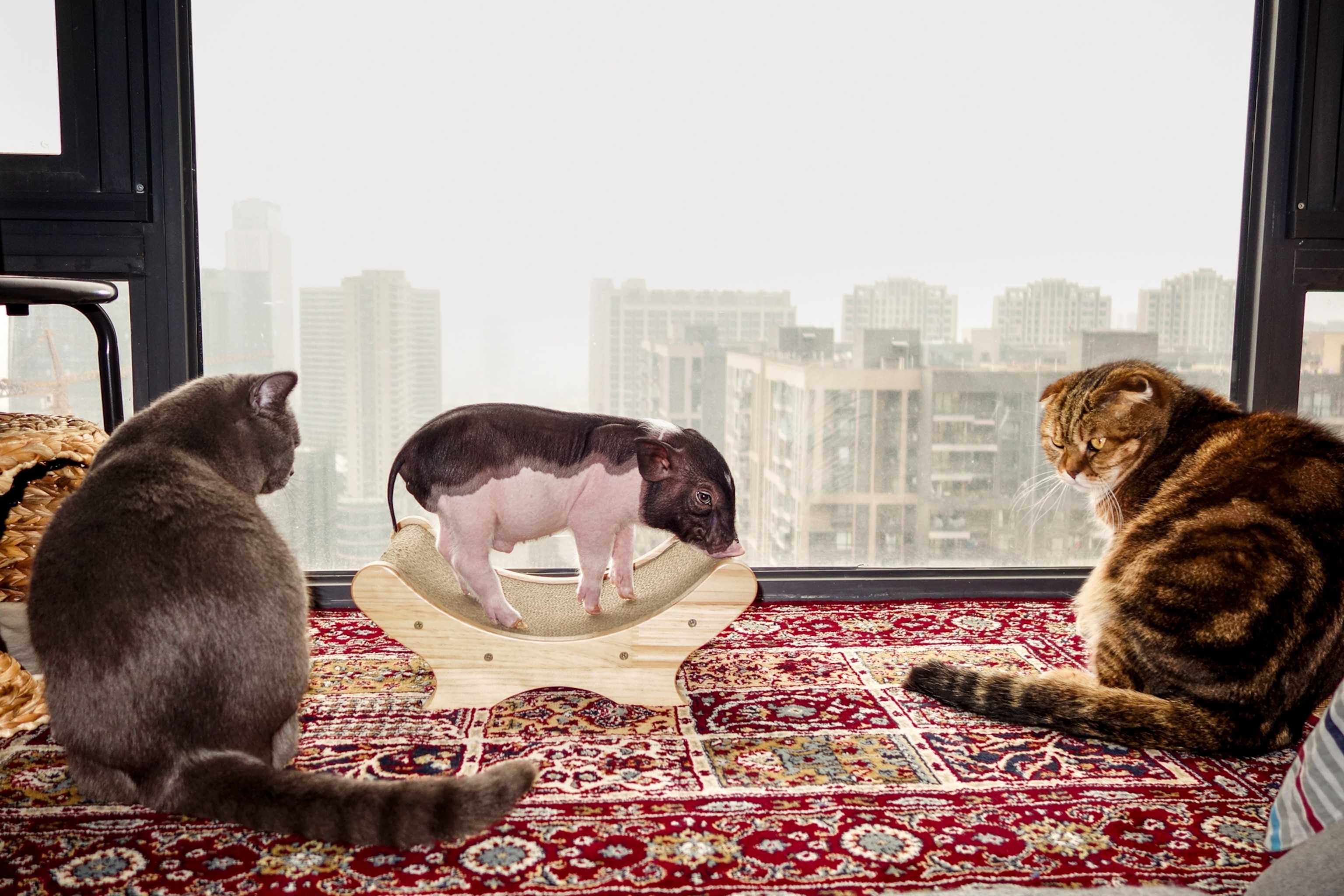 Two cats looking at Piggy between them on the windowsill with cityscape view.