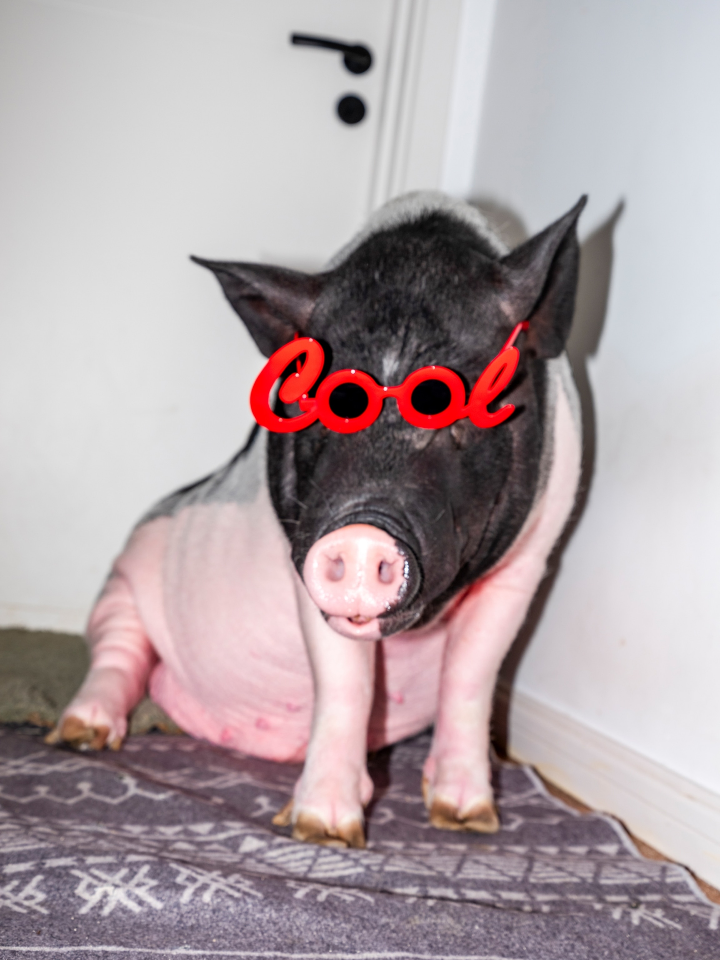 Piggy wearing red glasses in the shape of the word COOL.