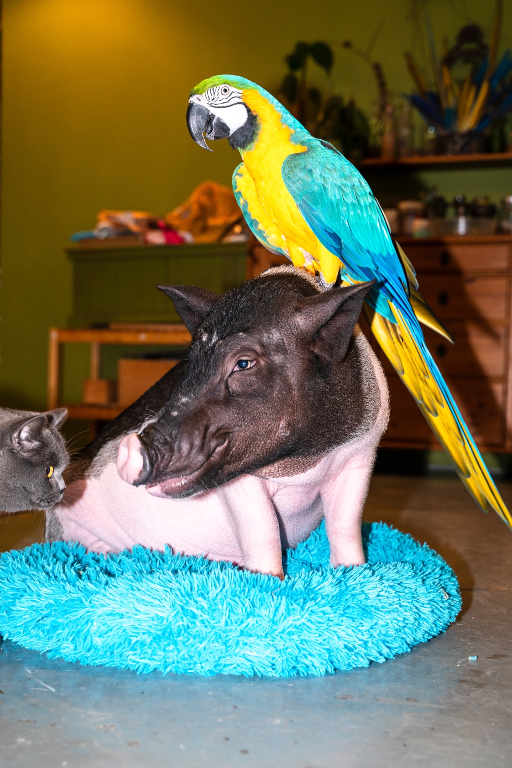 Piggy on a blue rug with the same colored parrot on his head and grey cat on his side.