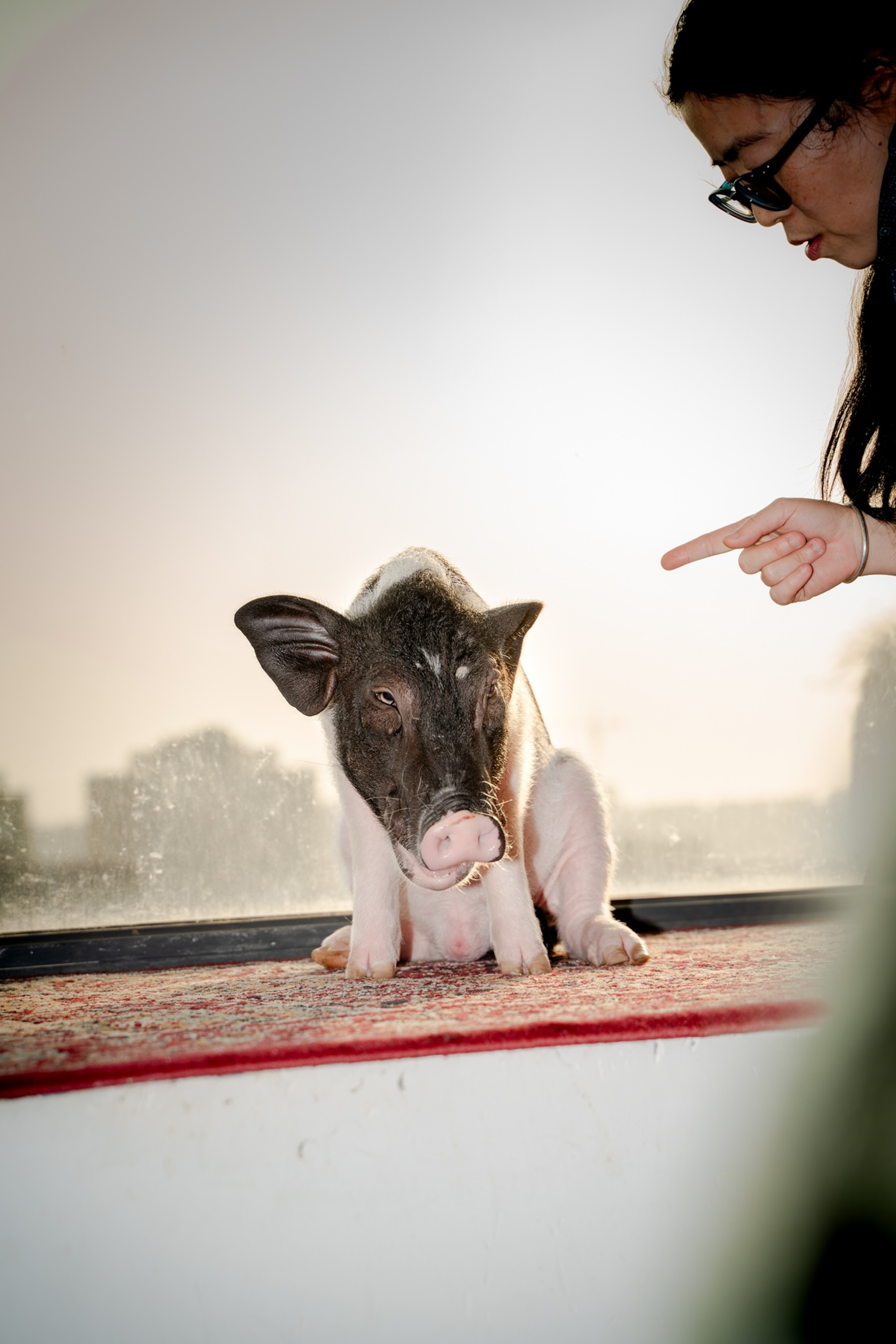 Piggy on the windowsill with guilty face and human finger pointing at him.